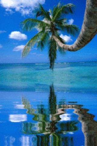 Tropical Palm And Sea Live Wal截图3