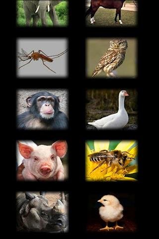 Animal Sounds! :-)截图4