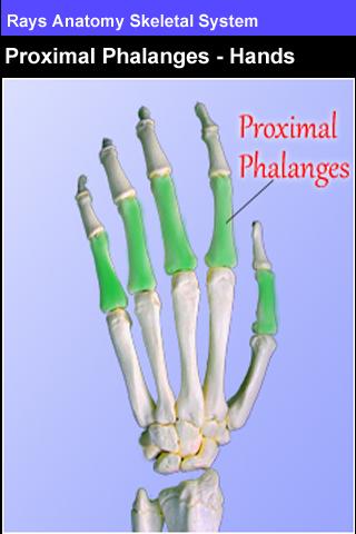 Rays Anatomy Skeletal System截图1