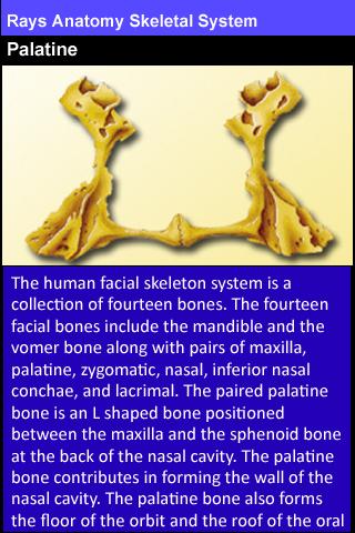 Rays Anatomy Skeletal System截图3