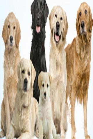 The Dog Training Mega Guide截图3