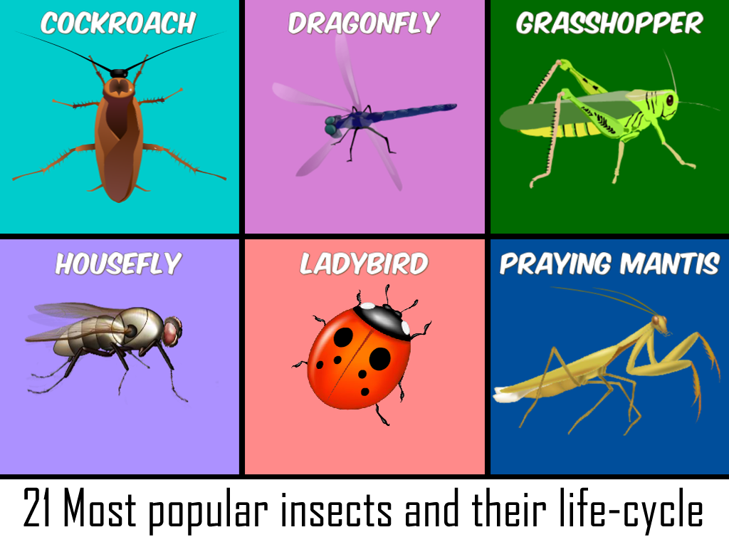 Insects Life Cycle Free截图11