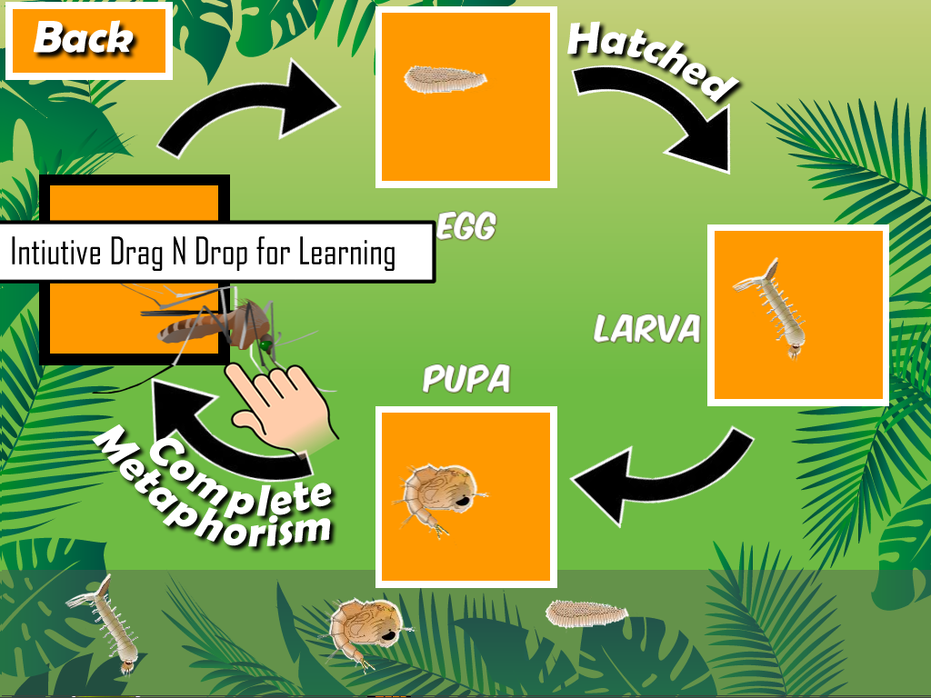 Insects Life Cycle Free截图5