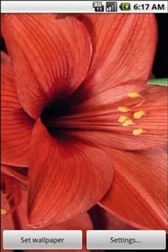 wallpaper red lily flower截图