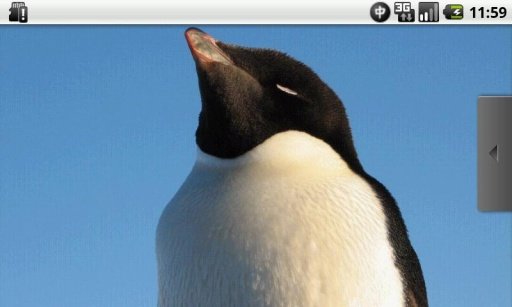 Full of Penguins Free截图2