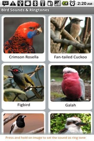 Bird Sounds &amp; Ringtones截图2