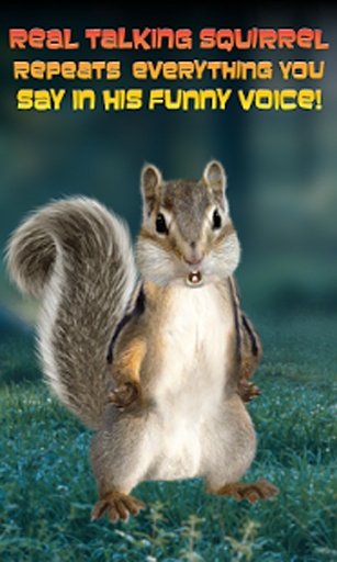 Real Talking Squirrel截图3