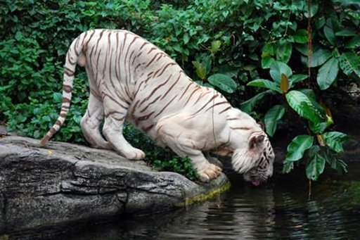 My Little White Tiger LWP截图5