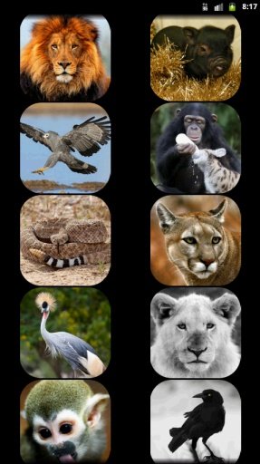 Kids - Zoo Animal Sounds截图7