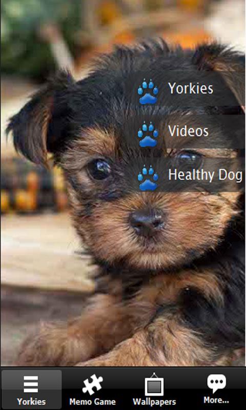 Yorkshire terrier Yorkies Dog截图5