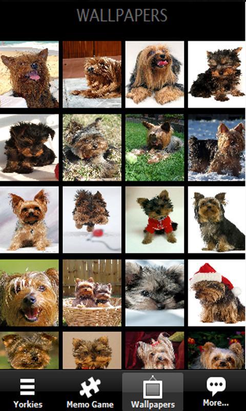 Yorkshire terrier Yorkies Dog截图4