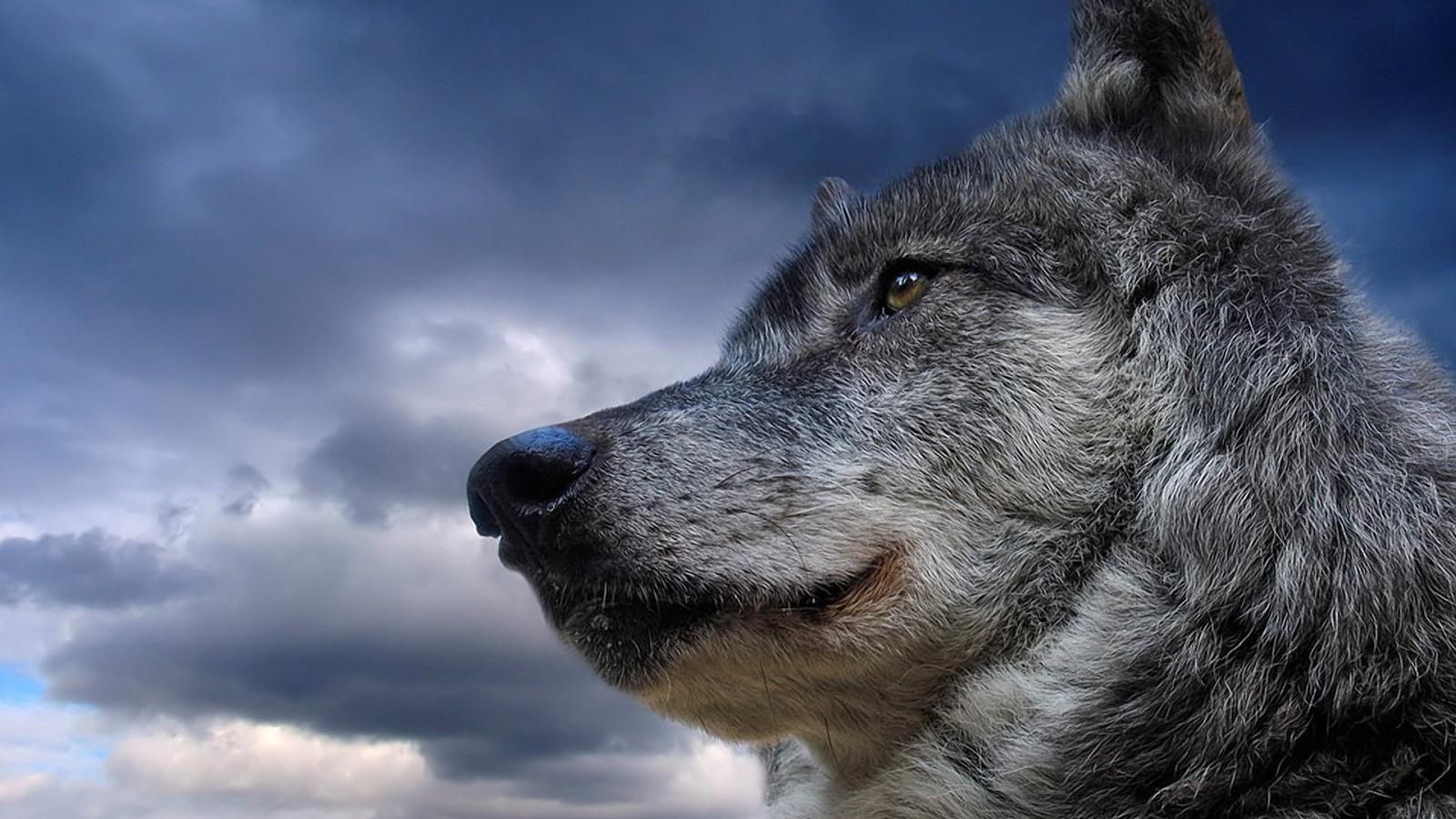 Wolf HD Wallpaper Live截图6