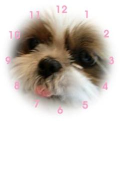 PET CLOCK截图