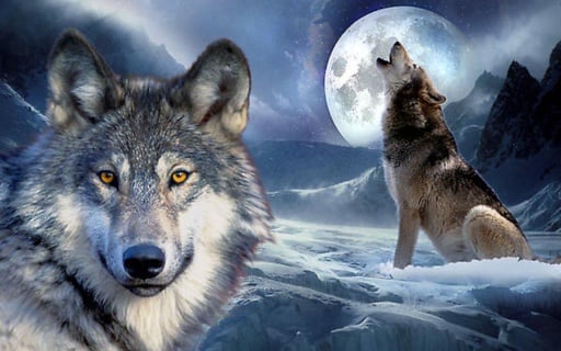 3D Wolf Wallpapers截图4