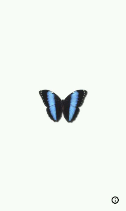 Random Butterfly截图4