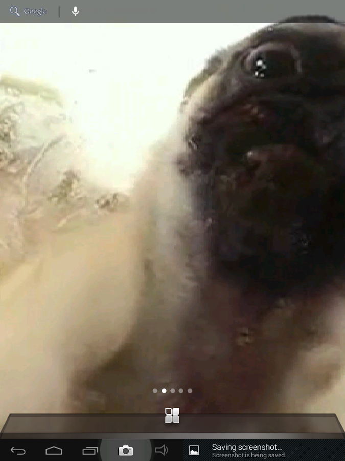 Dog Screen Clean Animate...截图1