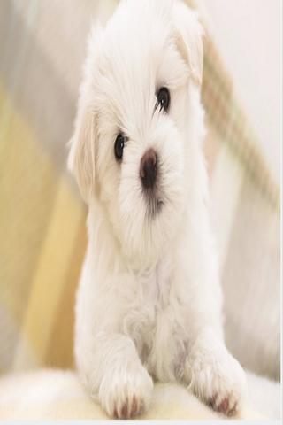 Puppies Wallpaper Free截图2