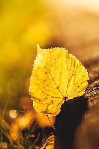 Autumn Tree Wallpaper截图3