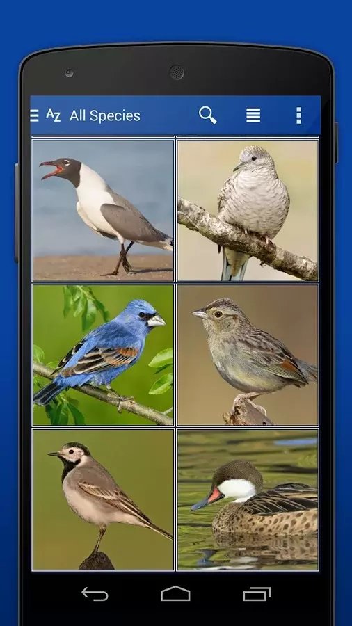 iKnow Birds 2 LITE - USA...截图3