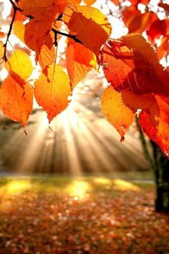 Autumn Tree Wallpaper截图6