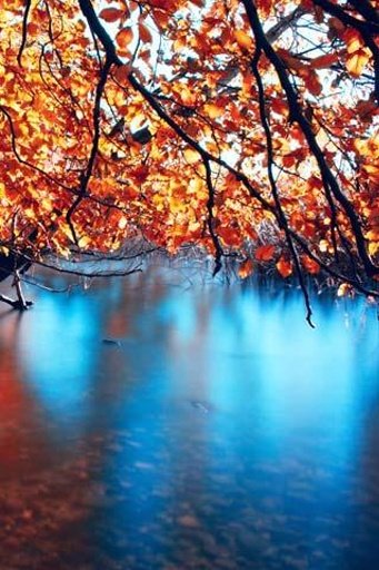 Autumn Tree Wallpaper截图4