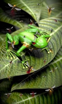 Froggy Free截图