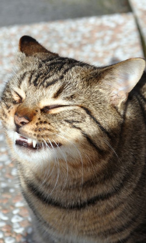 Smiley cat smiling Live ...截图3