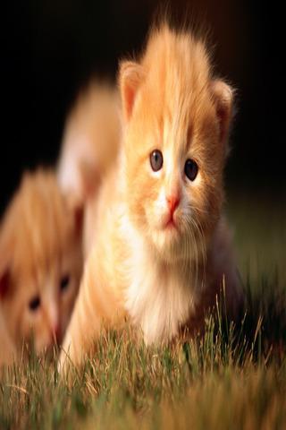 Kitties Wallpapers HD截图3