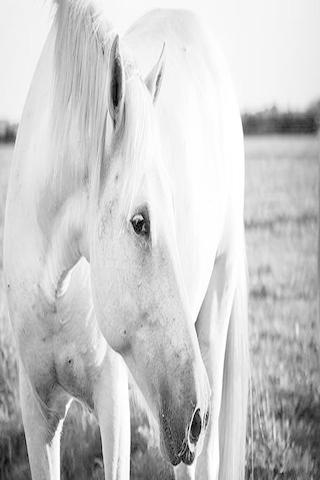 Black White Horse Wallpaper HD截图3