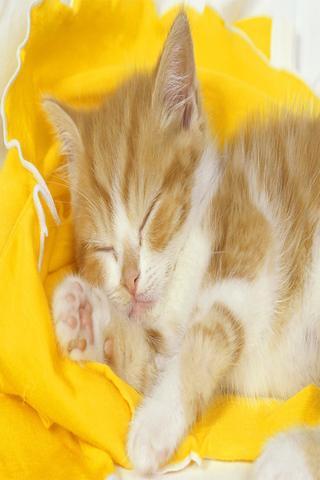 Kitties Wallpapers HD截图6