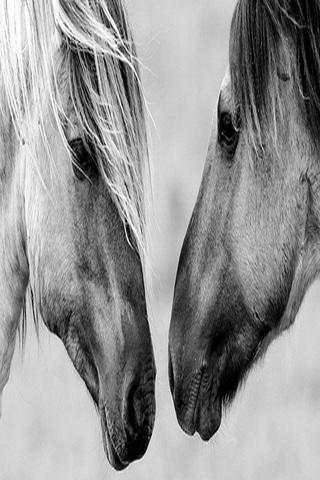 Black White Horse Wallpaper HD截图5