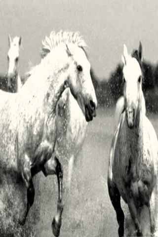 Black White Horse Wallpaper HD截图4