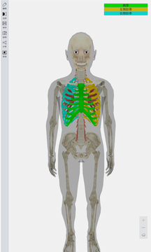 3D人体模型截图