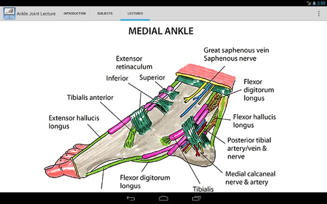 踝关节的解剖结构截图1