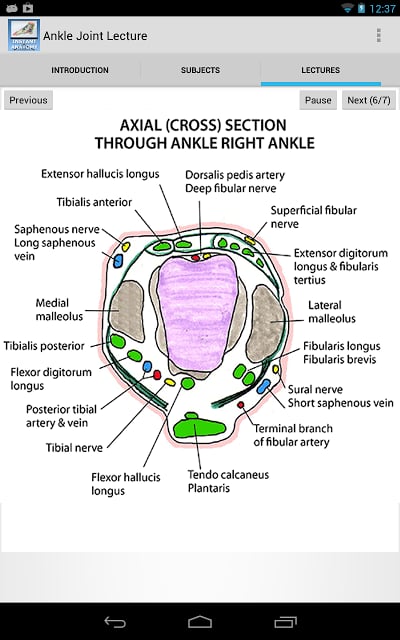踝关节的解剖结构截图5