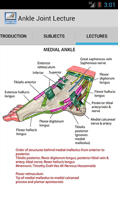 踝关节的解剖结构截图3