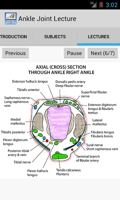 踝关节的解剖结构截图6