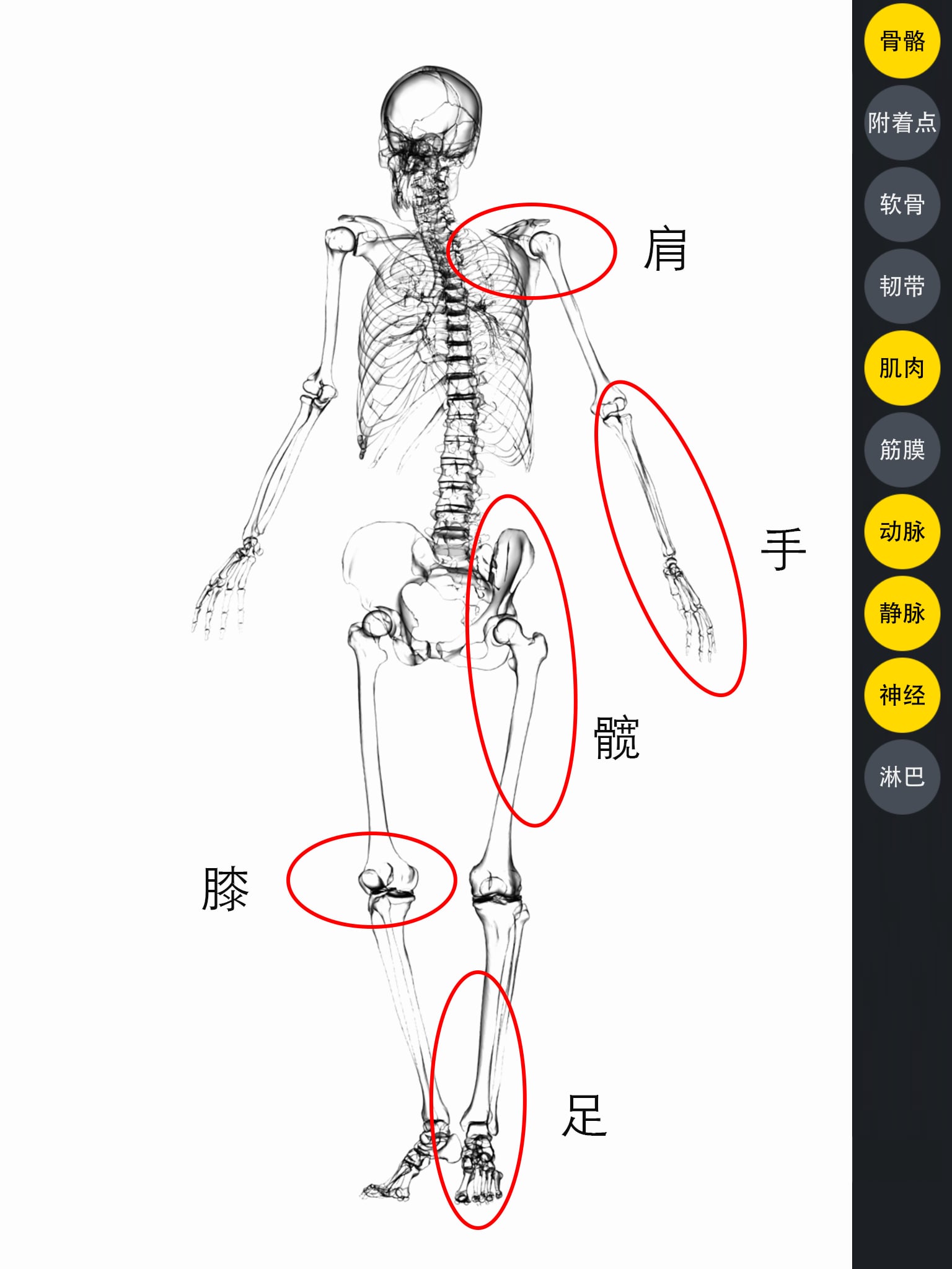 3DBody骨科截图1