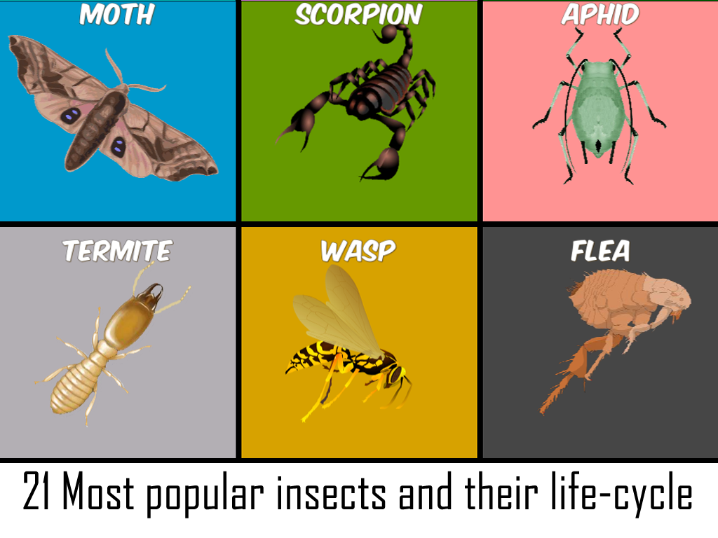 Insects Life Cycle Free截图10