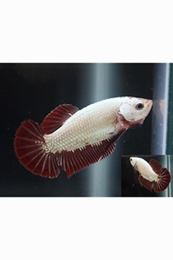 Fish Betta截图4