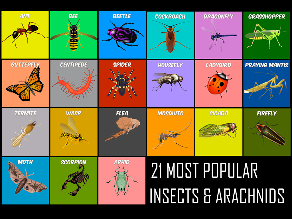 Insects Life Cycle Free截图1