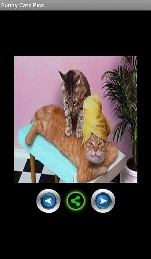 Funny cats pictures截图3