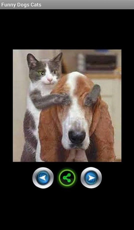 Funny Cats and Dogs截图4