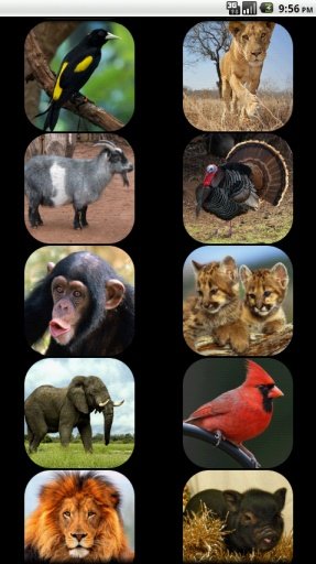 Kids - Zoo Animal Sounds截图11