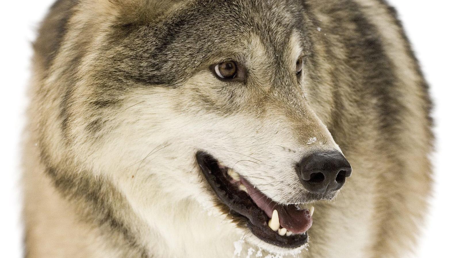 Wolf HD Wallpaper Live截图5