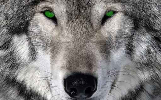 3D Wolf Wallpapers截图3