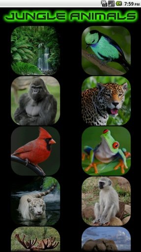 Jungle Animal Sounds截图1