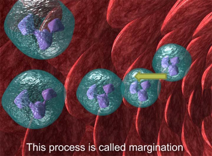 Leucocyte rolling Simula...截图4