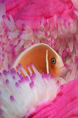 Fish Wallpapers HD截图6