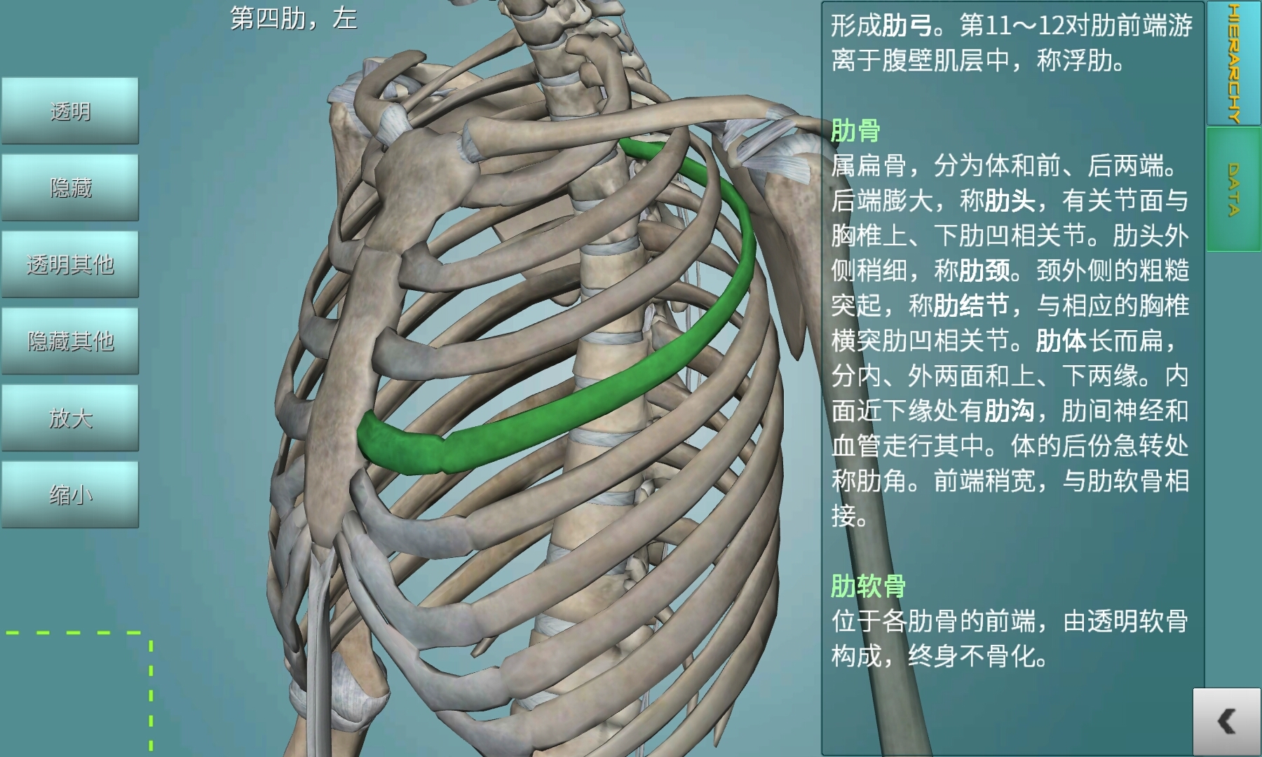 骨骼系统图集截图4